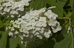 Oakleaf hydrangea